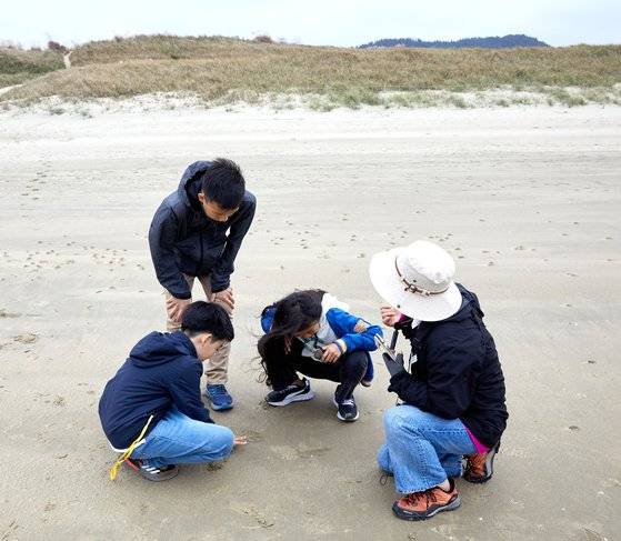 엽낭게와 달랑게의 흔적을 찾고 있는 소중 학생기자단. 모래를 잔뜩 삼켜 먹이만 빼 먹은 후 모래를 뱉어 둥글게 말아 놓는 특성이 있다.