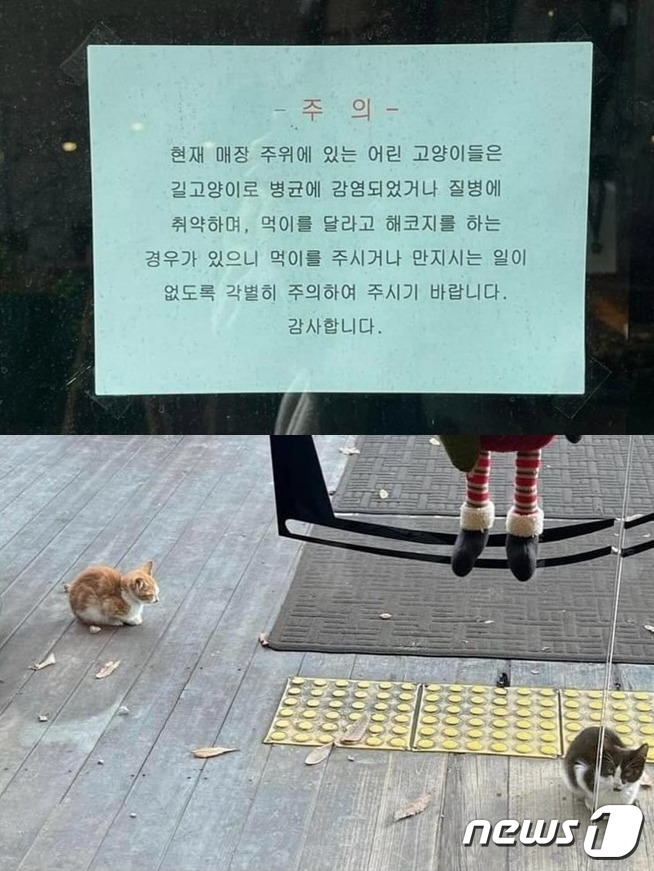 (길고양이 사진작가 김하연씨 인스타그램 갈무리) /뉴스1