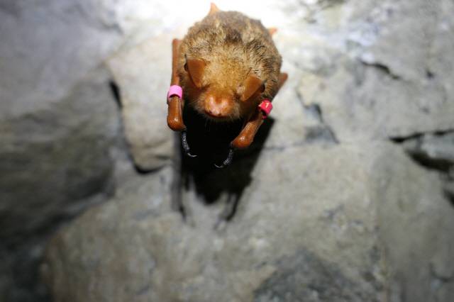 ▲ 치악산 한 동굴에서 함께 동면에 들어간 멸종위기 야생동물 Ⅰ급 붉은박쥐. 사진제공=치악산 국립공원사무소