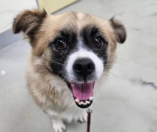 동물보호연대 SNS 캡처.