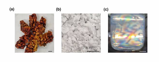 이번 연구에서 연구한 (a) 멍게껍질 (b) 멍게껍질에서 추출한 셀룰로오스 (c) 나노화된 셀룰로오스.[GIST 제공]