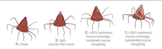 해파리는 심해 광물 채굴처럼 부유 퇴적물이 늘면 몸에 붙은 입자를 제거하려고 점액을 과도하게 분비한다. 평소엔 몸이 깨끗하지만(4) 퇴적물 농도가 높아지면 몸의 30% 이상이 점액으로 덮인다(1)./Nature Commnunications