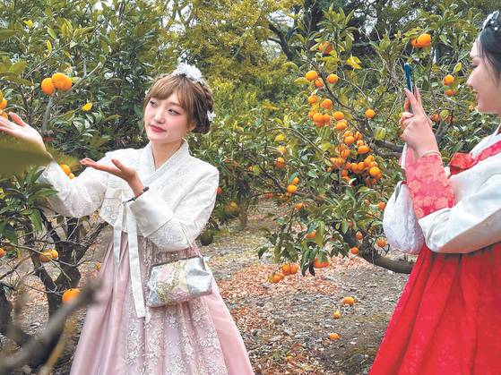 Chinese travelers wearing hanbok, or traditional Korean dress, visit Jeju-mok Government Office on Nov. 13 and take pictures in front of the tangerine trees that surround the area. [CHOI CHOONG-IL]