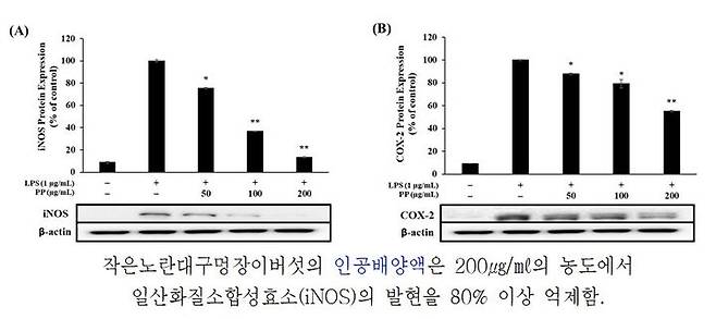 [서울=뉴시스] 작은노란대구멍장이버섯의 항염증 활성 테스트. 2023.11.22. (자료=환경부 제공) *재판매 및 DB 금지