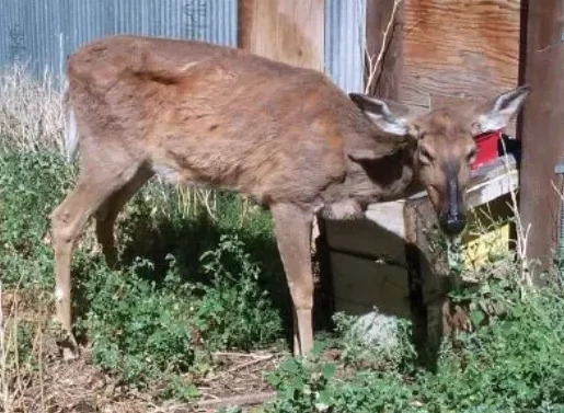 전염성이 강한 질병인 만성 소모성 질환을 앓고 있는 와이오밍 사슴. 사진=CWD 연합 제공