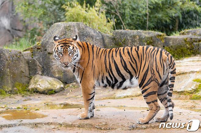 수마트라 호랑이 (기사와는 관련 없는 사진) 2023.04.04 ⓒ 로이터=뉴스1 ⓒ News1 정지윤 기자