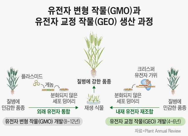 유전자 변형 작물(GMO)과 유전자 교정 작물(GMO)의 생산 과정./그래픽=정서희