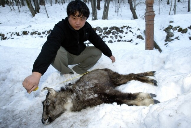 2008년 2월 설악산국립공원에서 산양이 죽은 채로 발견된 모습. 연합뉴스