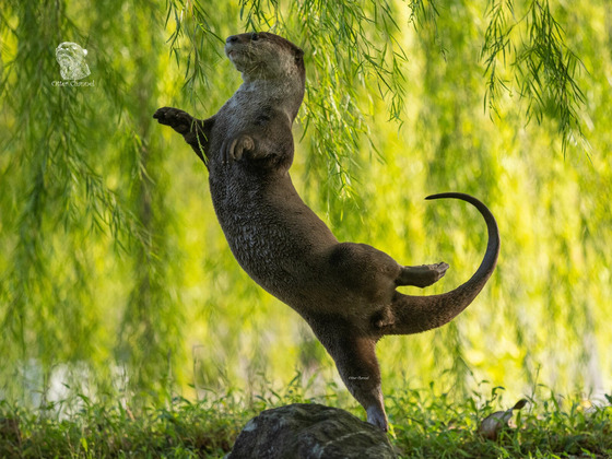 Otter Kwek '수달 발레리나'/수중부문 우승작