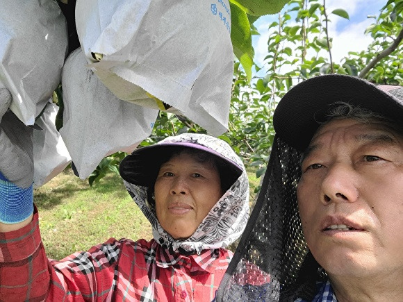 서용근씨 농가가 생산한 배(신고)가 ‘대한민국 대표과일 선발대회’ 배(일반)부문에서 최우수상을 차지했다. [사진=음성군]