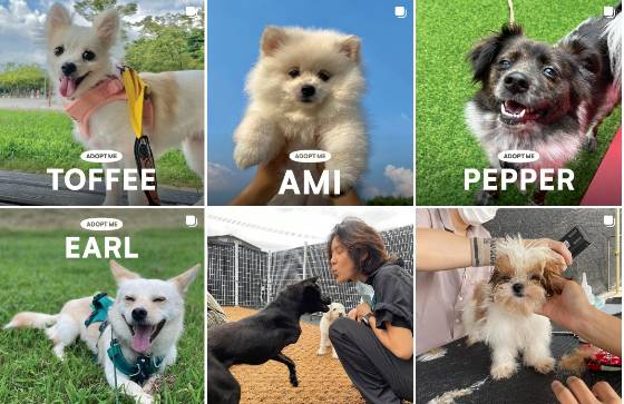 한쪽에선 구하고 치료해주고, 그 삶이 다가 아니라고 이리 애달프게 가장 예쁜 모습을 담아 입양 홍보를 하고, 다른 한쪽에선 아무렇잖게 펫숍에서 다시 아주 작은 강아지들을 산다. 그 수요가 있는 한 끝나지 않는 악순환이다./사진=위액트 인스타그램