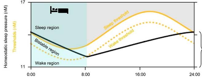 수면압(검은색 실선)과 일주기 리듬(노란색 실선과 점선)에 따름 수면 주기 [사이언티픽 리포츠 제공. 재판매 및 DB 금지]