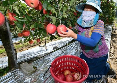 남원의 지리산 반달곰 사과 [연합뉴스 자료사진]