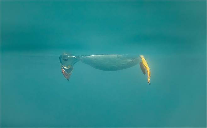 높은 점수를 받은 '내려다보지마'. 사진=Comedy Wildlife Photo Awards/Brian Matthews