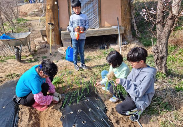 청량산풍경원 유학생들이 지난봄 동네 어르신과 함께 파 묘종을 옮겨 심고 있다. 청량산풍경원 제공