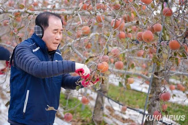 김지철 교육감이 지난 24일 본청 교직원들과 예산지역 과수농가를 찾아 일손돕기로 구슬땀을흘리고 있다.