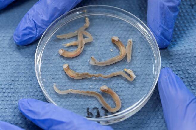 배좀벌레조개(shipworm)는 이름처럼 나무로 만든 배를 갉아 먹는 해충이지만 최근 미래 식량자원으로 떠오르고 있다. 사진은 배좀벌레조개의 샘플 및 양식 과정. 출처 : 플리머스 대학.