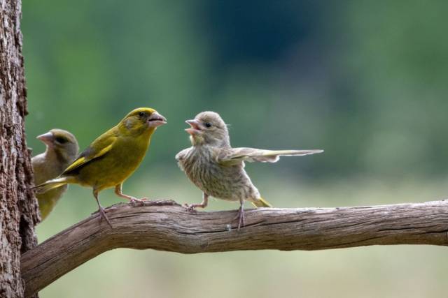 인기상을 수상한 '논쟁'. comedywildlifephoto 캡처