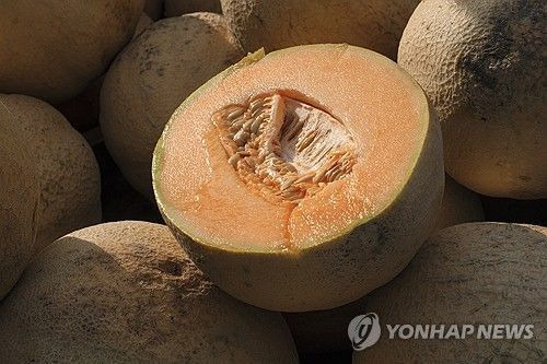 캔털루프 멜론 [사진출처=연합뉴스]