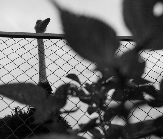 2006년 여름 경기도 김포 들녘. 철조망과 웃자란 깻잎 사이로 너는 모가지를 뺀 채 먼 곳을 바라봤지. ‘하염없이’라고 덧붙이면 너무 감상적일까. 하지만 다른 말을 찾지 못하겠다. 머리부터 발끝까지 유용함으로 가득하다는 너, 머리부터 발끝까지 어디가 유용한지 헷갈리는 나.