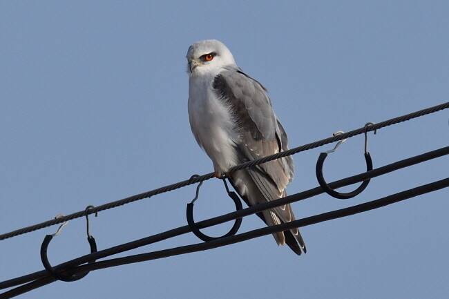 사냥감을 노리는 검은어깨매. 적갈색 눈이 날카롭다.