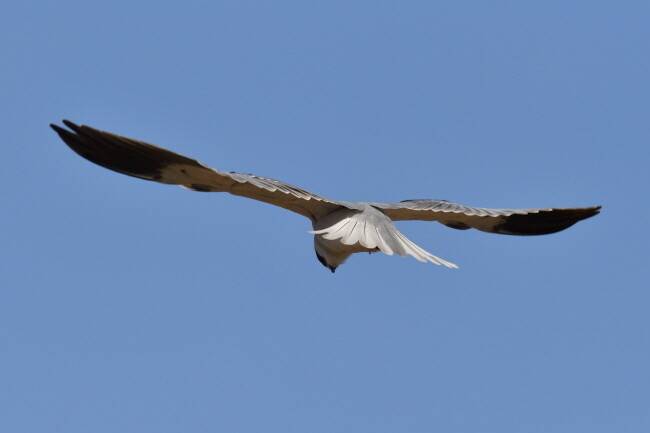 사냥감을 찾기 위한 방법이다.
