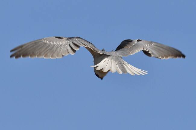 쉽사리 사냥감을 포기하지 않는다.