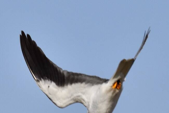 사냥감을 찾았다. 쏜살같이 내리꽂는 검은어깨매.