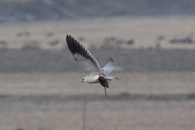 큼직한 들쥐를 잡았다.