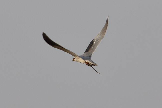 사냥에 성공한 검은어깨매는 날갯짓이 한결 가볍다.