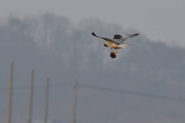 사냥감을 먹기 위해 전깃줄로 향하는 검은어깨매.