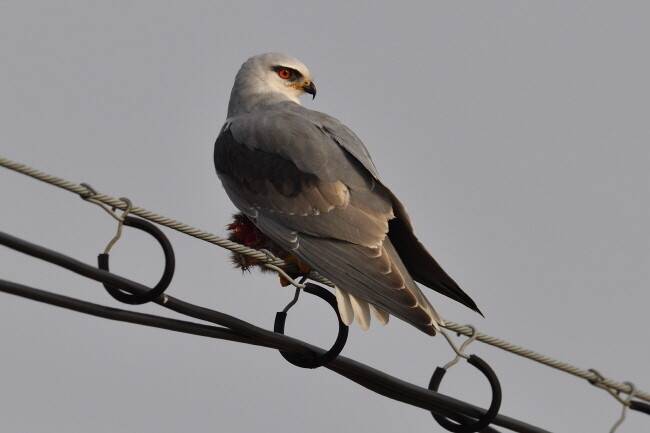 날개를 내려 사냥감을 감추고 주변을 살핀다.