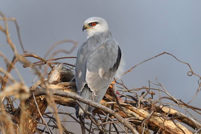 나뭇가지로 자리를 옮긴 검은어깨매.