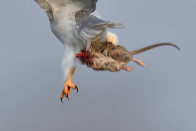 사냥감을 먹는 것도 중요하지만 지키는 것이 더 중요하다.