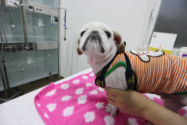 페키니즈 품종 반려견 '라온이'는 2015년부터 우리동생동물병원에서 피부 진료를 받고 있다. 우리동생 제공