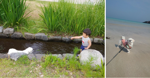 라온이는 수진 씨와 8년 가까운 세월을 보내며 아토피, 식이 알레르기 등의 피부 질환을 함께 이겨냈다. 라온이 보호자 이수진 씨 제공