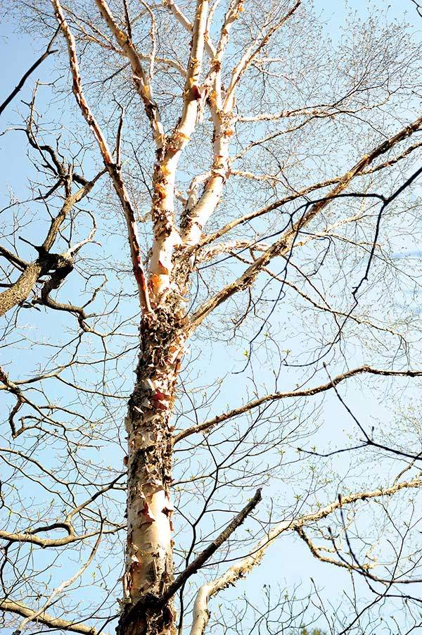 우윳빛 광채가 아름다운&nbsp;거제수나무. 산 중턱에&nbsp;흩어져 자라는 거제수나무는&nbsp;기후변화로 인해 위기에&nbsp;처할 수 있는 우리의 소중한&nbsp;낙엽활엽수이다.