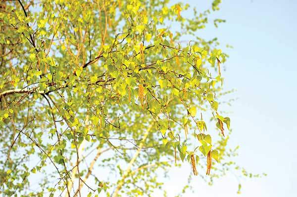 거제수나무와 자작나무의&nbsp;암꽃과 수꽃은 한 나무에 따로&nbsp;핀다. 수꽃은 꽃가루를 날리기&nbsp;위해 아래로 처지고, 암꽃은&nbsp;꽃가루를 받기 위해 가지 끝에서&nbsp;위를 향해 핀다.