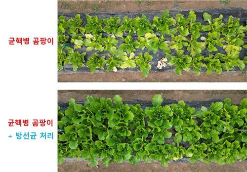 균핵병 곰팡이만 처리한 배추와 균핵병 곰팡이와 방선균을 함께 처리한 배추의 차이. [국립생물자원관 제공. 재판매 및 DB 금지]