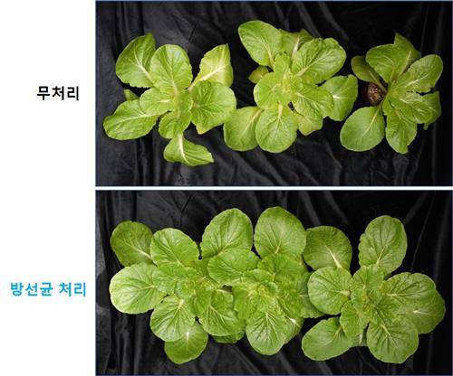 방선균을 처리하지 않은 배추와 처리한 배추 생장 차이. [국립생물자원관 제공. 재판매 및 DB 금지]