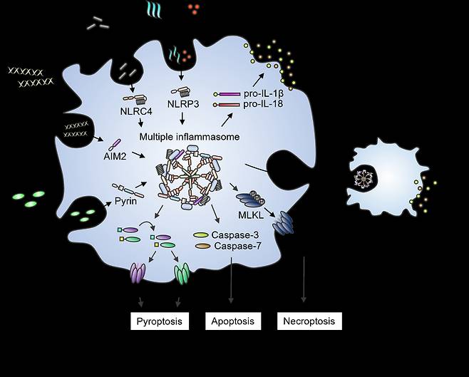 4가지 병원체 관련 패턴 주입 시 형성되는 염증성 세포사멸 모식도.[UNIST 제공]
