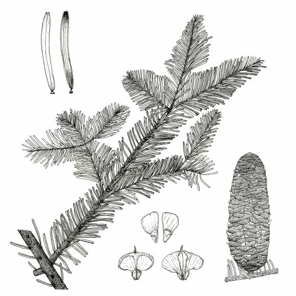 일본 원산으로 조림용으로 우리나라에 도입돼 심어진 일본전나무는 잎끝이 둘로 갈라져 있다는 특징이 있다.