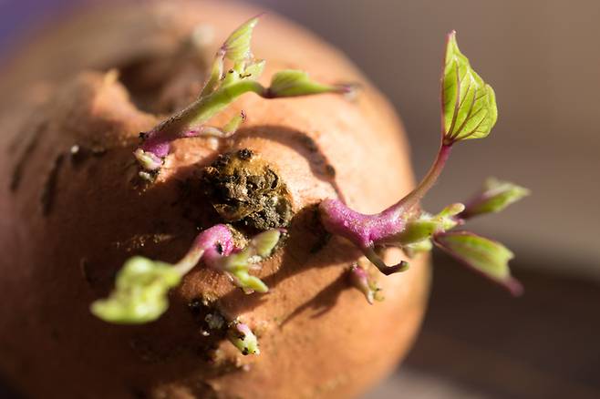 고구마를 보관하다 보면 종종 싹이 자란 것을 볼 수 있다. 비슷한 작물인 감자의 싹은 독성이 있어 먹지 않는데, 고구마의 싹도 마찬가지일까? [사진= 게티이미지뱅크]