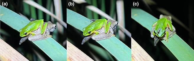 암컷 모기(학명 Mimomyia elegans)가 호주 청개구리(Litoria fallax)의 등에 앉은 뒤(a) 머리 쪽으로 이동해(b) 마지막에 콧구멍에서 피를 빠는 모습(c). 개구리의 혀를 피하기 위한 우회 전술이다./호주 뉴캐슬대
