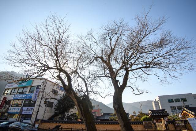 정선읍 봉양리 고학규 가옥 앞에 있는 천연기념물 ‘봉양리 뽕나무’