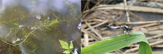 하동 동정호에서 발견된 식충식물 통발(왼쪽)과 남색이마잠자리 성충 ⓒ하동군