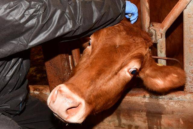 지난달 1일 경북 포항시 공수의사가 북구 흥해읍 우사에서 럼피스킨병 백신을 접종하고 있다. 포항=뉴스1