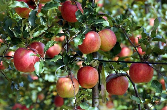 ▲사과 사진:연합뉴스