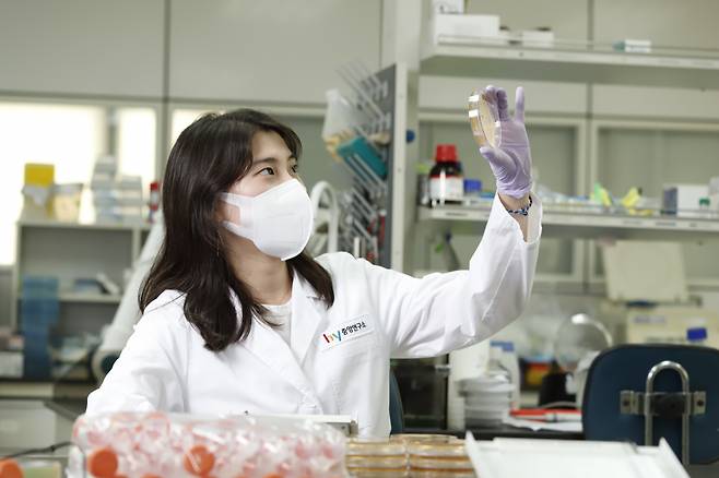유산균을 연구하고 있는 hy중앙연구소 연구원[hy제공]