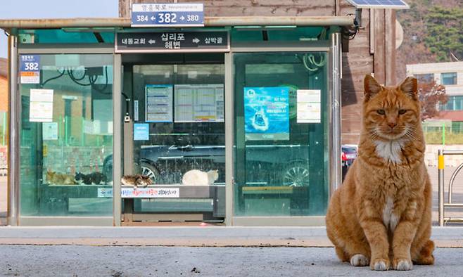 인천 옹진군 십리포해변의 버스정류장에서 고양이들이 열선이 깔린 의자에서 휴식을 취하고 있다.